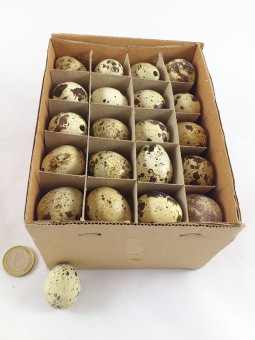 60 echte uitgeblazen kwarteleitjes, gespikkeld. Perfect bloemschikmateriaal voor natuurlijke Paasdecoratie. dentergem belgie